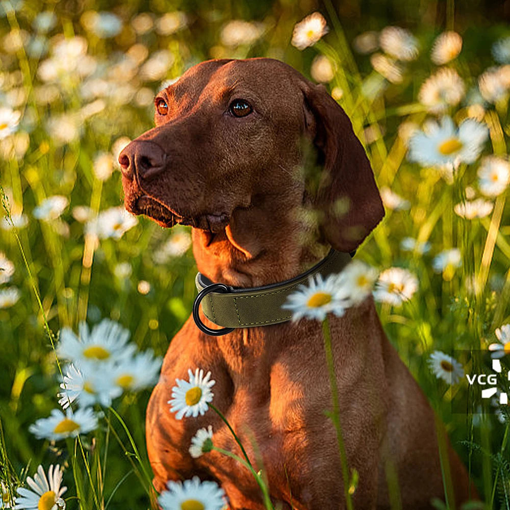 Hundehalsband aus Echtleder für Spaziergänge – Gepolstert, Robust & Verstellbar (S–2XL)