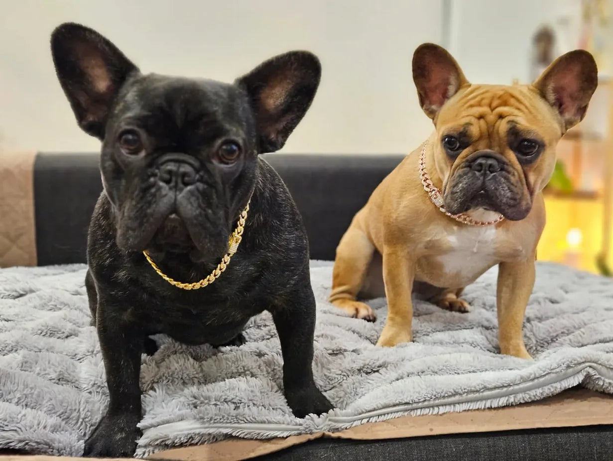 Livepetsme Luxuriöses Haustier-Halsband für Hund und Katze – Cuban Chain mit Strasssteinen für edle Spaziergänge