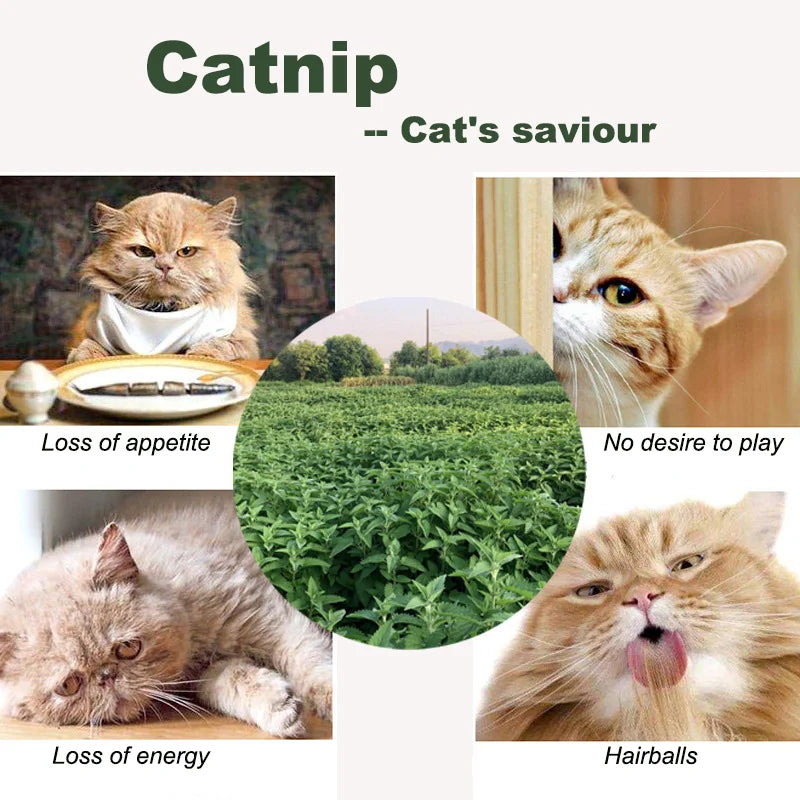 🌿 10er-Pack Catnip Beutel – Natürliches Katzenminzpulver für Spielzeuge, Entspannung & Wohlbefinden