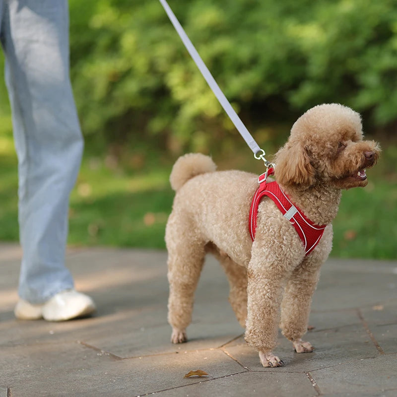 🐾 Verstellbares Hundegeschirr mit Leine für Spaziergang – Komfort & Sicherheit für kleine Hunde
