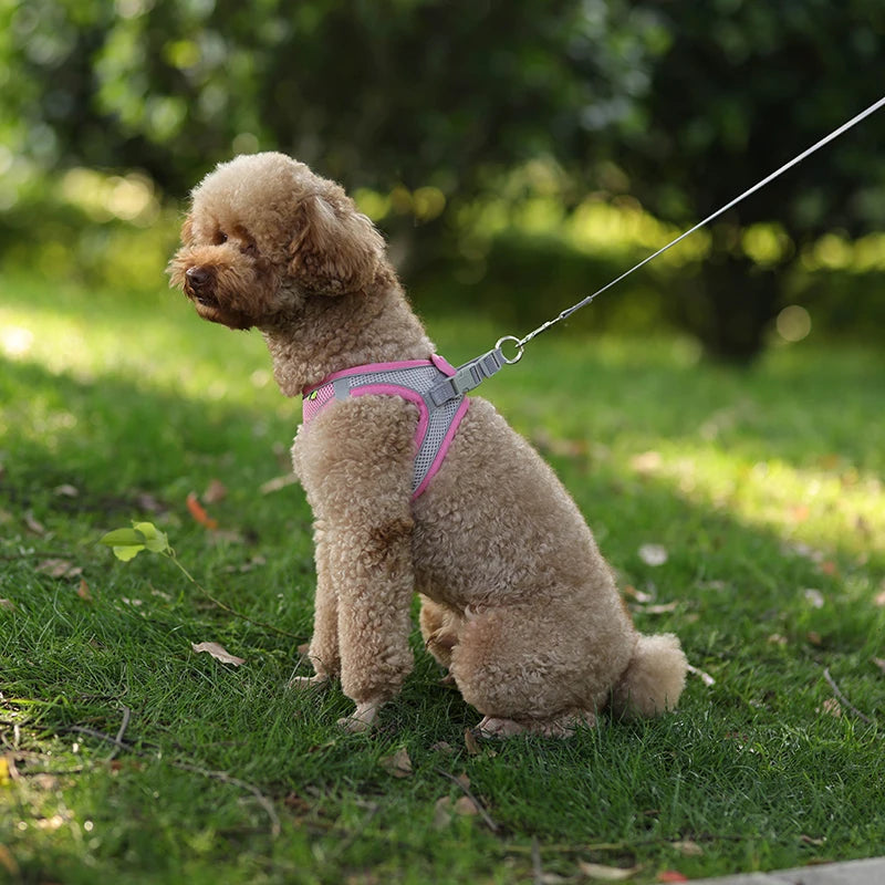 🐾 Verstellbares Hundegeschirr mit Leine für Spaziergang – Komfort & Sicherheit für kleine Hunde