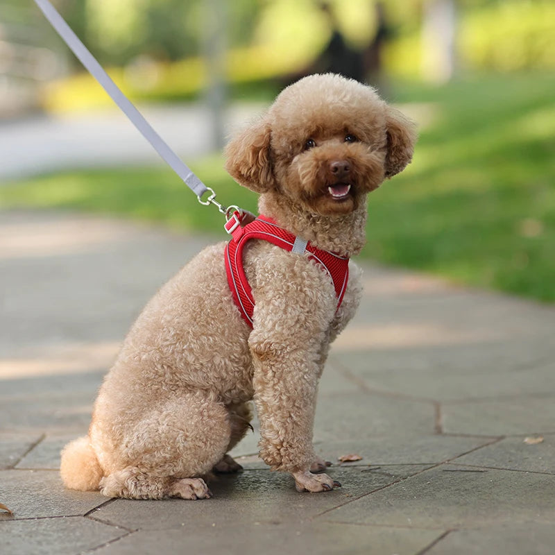 🐾 Verstellbares Hundegeschirr mit Leine für Spaziergang – Komfort & Sicherheit für kleine Hunde