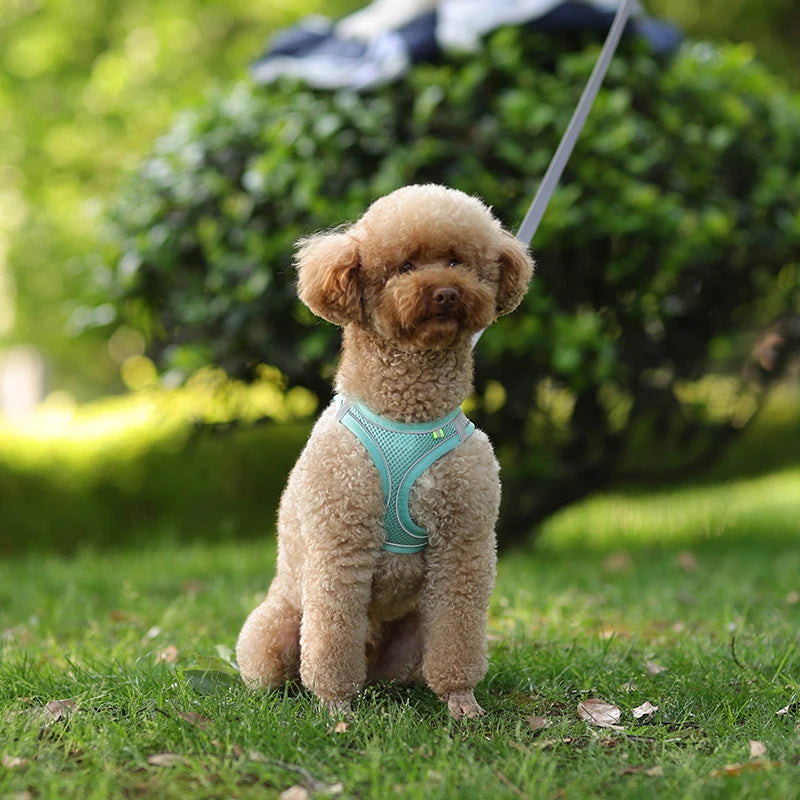 🐾 Verstellbares Hundegeschirr mit Leine für Spaziergang – Komfort & Sicherheit für kleine Hunde