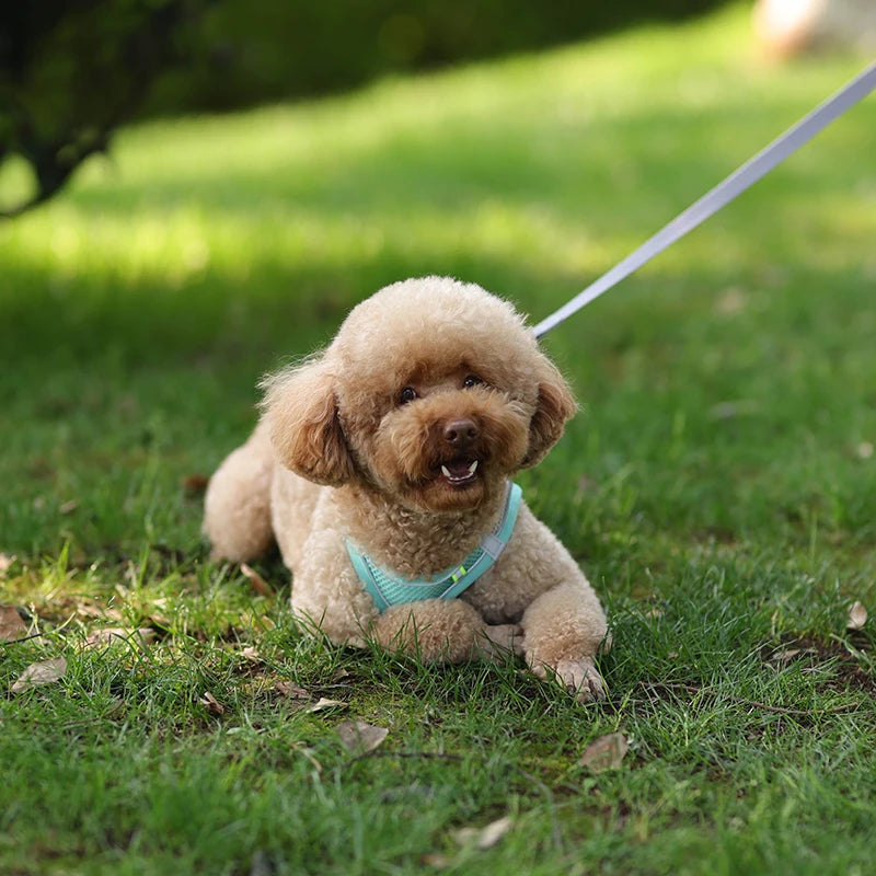 🐾 Verstellbares Hundegeschirr mit Leine für Spaziergang – Komfort & Sicherheit für kleine Hunde
