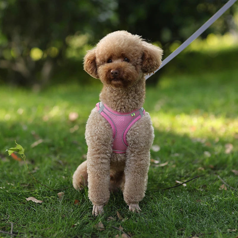 🐾 Verstellbares Hundegeschirr mit Leine für Spaziergang – Komfort & Sicherheit für kleine Hunde