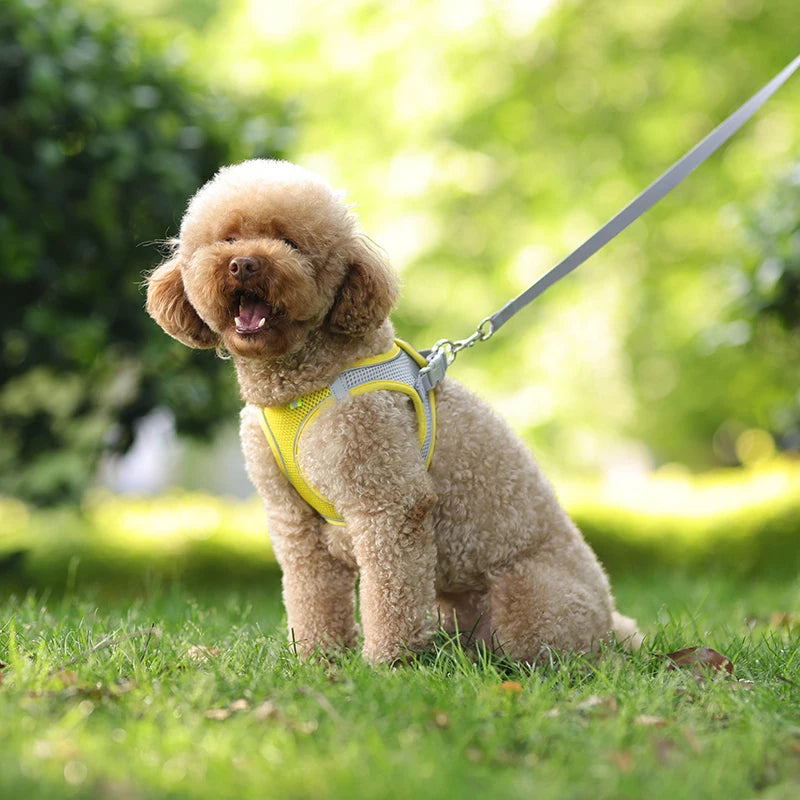 🐾 Verstellbares Hundegeschirr mit Leine für Spaziergang – Komfort & Sicherheit für kleine Hunde