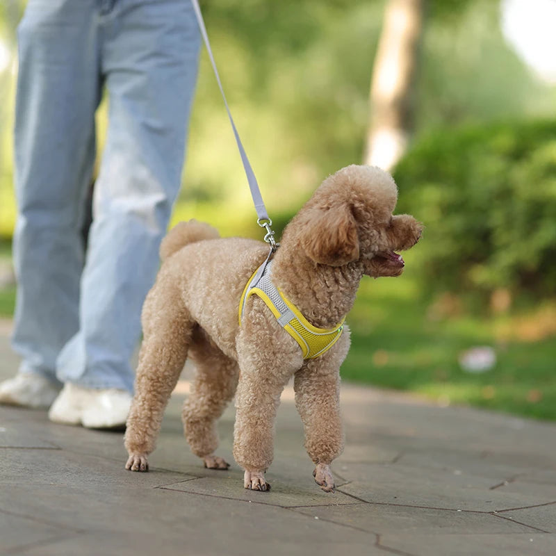 🐾 Verstellbares Hundegeschirr mit Leine für Spaziergang – Komfort & Sicherheit für kleine Hunde